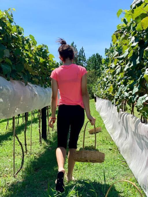 Quarto Dos Vinhos São Roque 外观 照片
