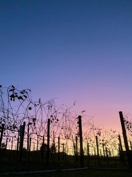 Quarto Dos Vinhos São Roque 外观 照片
